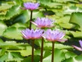 Nymphaea pubescens